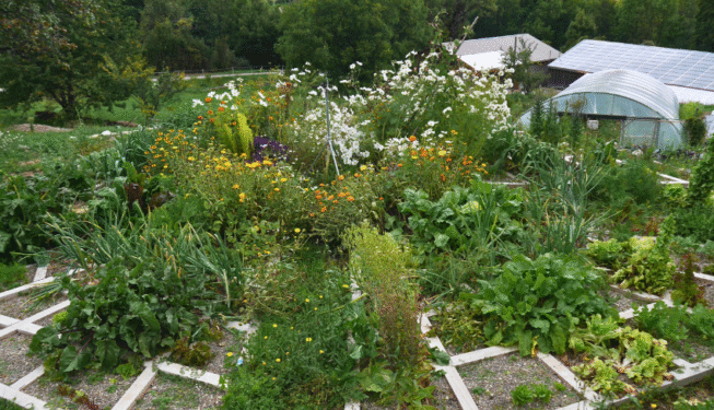 Mandala en bois au coeur du jardin avec des fleurs, des aromatiques et des légumes