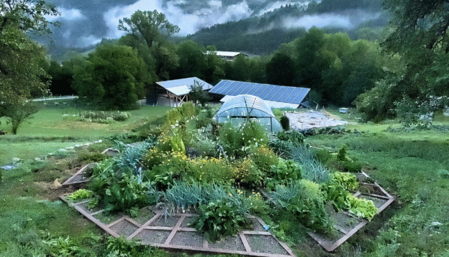 Résultat du mandala en bois avec des plantes